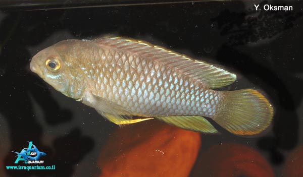 www.israquarium.co.il